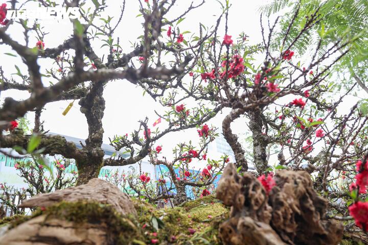 Những cây đào thất thốn không chỉ mang giá trị thẩm mỹ mà còn thể hiện sức sống bền bỉ của giống đào quý.