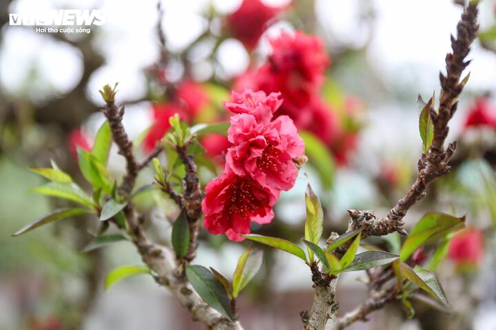 Hoa đào thất thốn màu đỏ thắm, mang vẻ đẹp riêng biệt, khác lạ so với các giống đào thông thường.