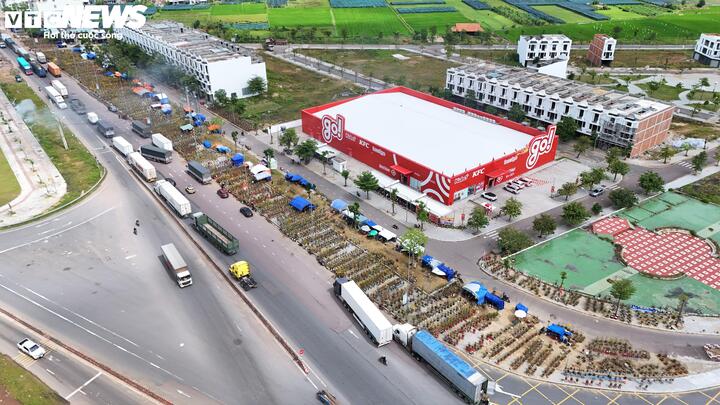 Những ngày qua tại thủ phủ mai vàng An Nhơn (tỉnh Gia Lai), hàng nghìn chậu hoa mai phục vụ thị trường Tết được các nhà vườn bày bán ken đặc dọc 2 bên tuyến đường quốc lộ 1A, đường liên xã.