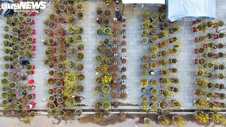 Để thích nghi với tình hình, nhiều nhà vườn đã chủ động giảm giá bán bán thấp hơn so với mọi năm, thậm chí chấp nhận bán hòa vốn để "đẩy hàng". Họ hy vọng rằng hy vọng “phút 89” thị trường sẽ nhúc nhích.