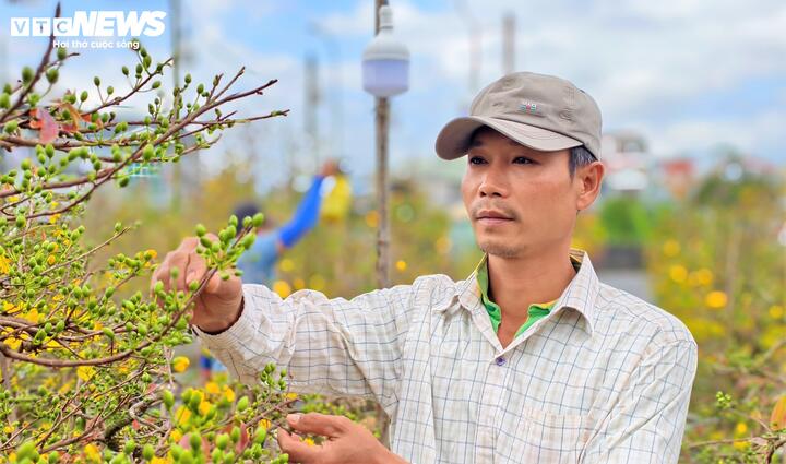 Anh Nguỵ Trung Ánh (50 tuổi) chủ một nhà vườn mai tại phường An Nhơn Đông lo lắng, "Nhà tôi năm nay bày bán 500 chậu mai lớn nhỏ các loại nhưng đến hiện tại chỉ bán được khoảng 80 chậu. Chưa bao giờ tôi thấy chợ mai lại ảm đạm thế này.