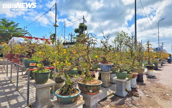 Nhìn những gốc mai bonsai được uốn nắn tinh xảo, những gốc mai cổ thụ có giá hàng chục triệu đồng vẫn đẹp như mọi năm, chỉ khác là thiếu bước chân người mua.