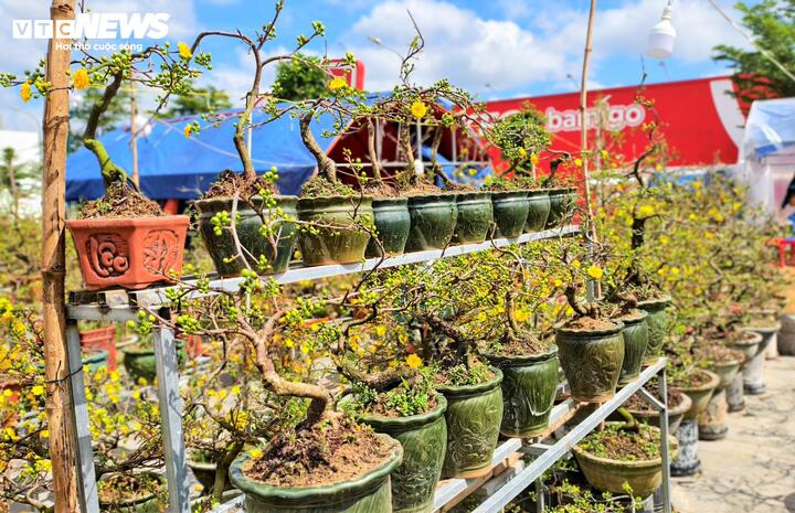 Hàng nghìn chậu mai bonsai, loại mai bán chạy nhất trong các dịp Tết cũng trong tình trạng ế ẩm. Ở An Nhơn, mỗi mùa mai là một canh bạc với thời tiết và thị trường. Người trồng mai quen với rủi ro mưa gió, sâu bệnh, nhưng rủi ro “không có người mua” thì khó lường hơn cả.