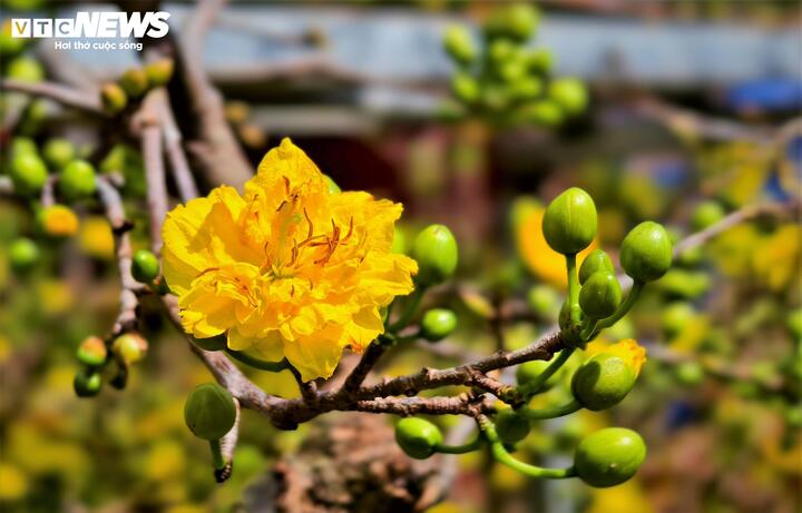 "Mọi năm tầm này thương lái từ Nam, Bắc đã đặt tiền cọc gần hết vườn, xe tải vào ra nườm nượp. Năm nay, khách đến chỉ xem rồi lắc đầu đi ra. Sức mua 20% là con số quá thấp, không đủ trả tiền phân thuốc chứ đừng nói đến chuyện ăn Tết.", anh Ánh chia sẻ.