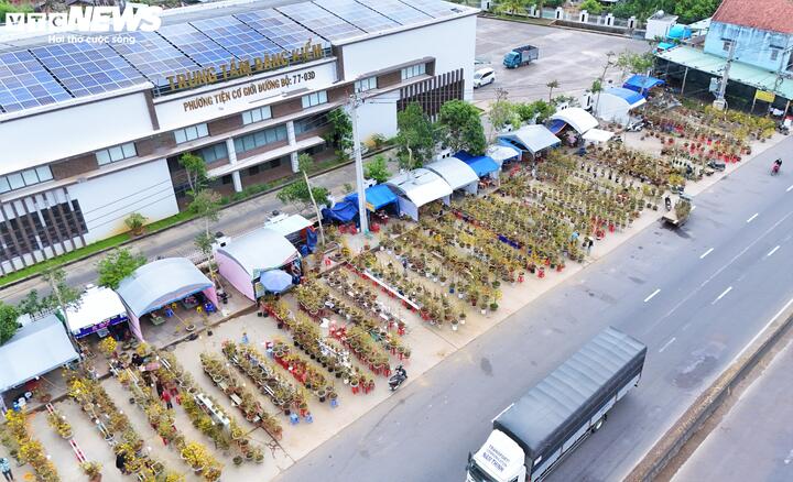 Những ngày này mọi năm, trên tuyến quốc lộ 1 đoạn đi qua các phường An Nhơn, An Nhơn Đông, An Nhơn Bắc... đã tấp nập những đoàn xe tải nối đuôi nhau, tiếng còi xe xen lẫn tiếng mặc cả huyên náo của thương lái. Thế nhưng, năm nay không khí ảm đạm lạ thường.