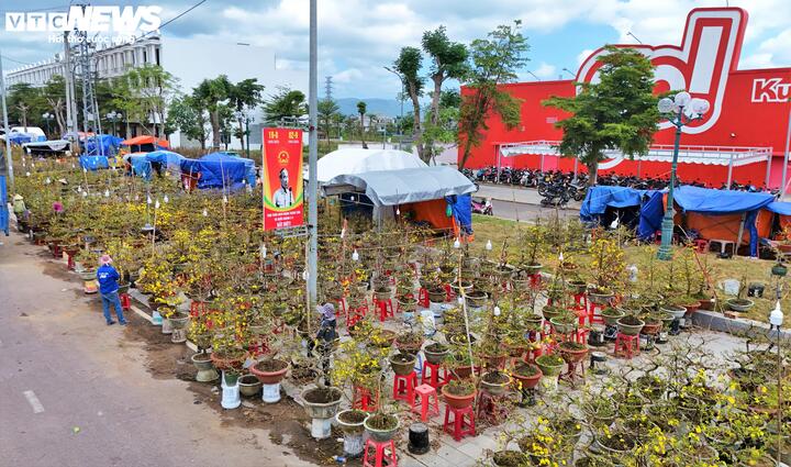 Dọc hai bên đường, những tấm biển bán mai Tết, sắc vàng của hoa được phơi bên lề đường nhưng người ghé thăm thì thưa thớt hoặc có ghé cũng chỉ để xem, ngắm rồi bỏ đi.