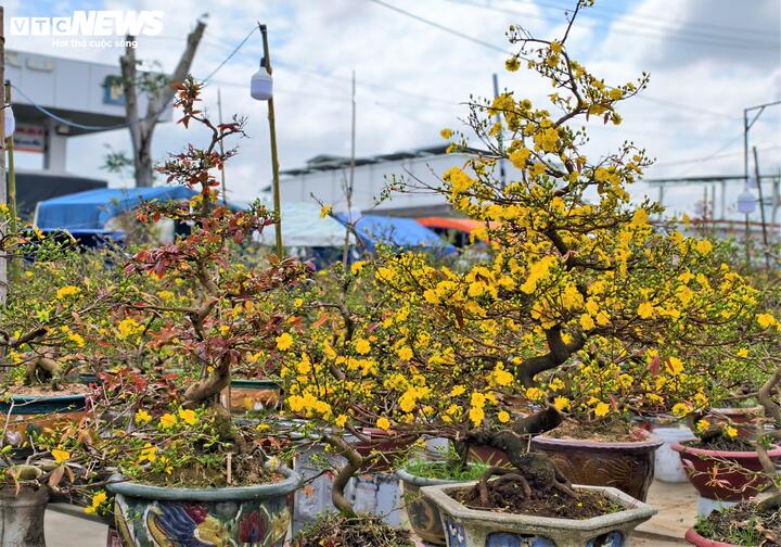 Anh Trần Thanh Bình, một thương lái chuyên vận chuyển hoa đi các tỉnh phía Bắc cho hay, tại miền Trung, nếu thời tiết nắng ấm như hiện nay thì mai sẽ không chơi được quá mùng 1 Tết. Nhưng nếu đưa ra các tỉnh có thời tiết lạnh phía Bắc, cây mai sẽ kìm hãm sức nở để chơi xuyên Tết. Đồng nghĩa với việc người trồng mai mới mong thu hồi được chút vốn liếng sau một năm lao đao vì thiên tai.