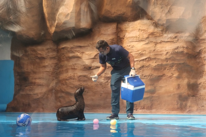 Hải Cẩu thu hút sự quan tâm của du khách khi tham quan Thủy cung.