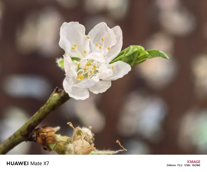 Với khả năng chụp cận cảnh ở độ phân giải cao, Mate X7 cho phép ghi lại cả những chi tiết rất nhỏ. (Hình ảnh: Trần Phong)