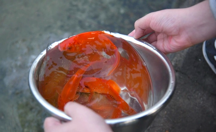 Cá chép sống được xem là lựa chọn phù hợp nhất trong lễ tiễn ông Công, ông Táo.