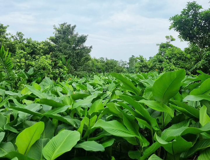 Lá dong được trồng xen kẽ với cây ăn quả giúp mang lại thêm nguồn thu nhập cho người dân.