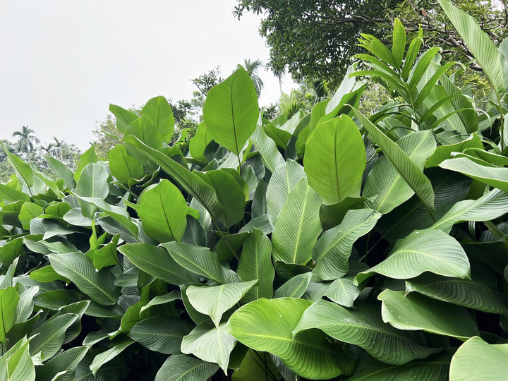 Lá dong phường Hồng Châu có tiếng trên thị trường nhờ bản lá to, xanh thẫm bắt mắt nên được thương lái ưa chuộng tìm mua.