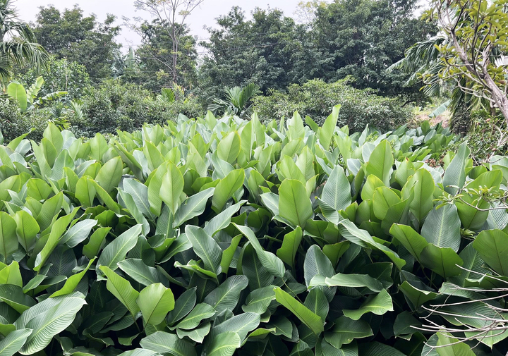 Lá dong được trồng xen kẽ với cây ăn quả giúp mang lại thêm nguồn thu nhập cho người dân.