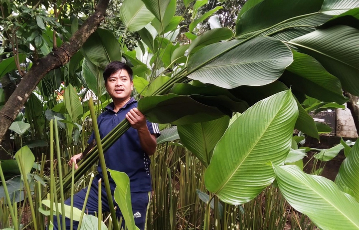 Từ đầu tháng Chạp cho tới ngày cận Tết Nguyên đán là thời điểm người dân xã Khoái Châu và phường Hồng Châu bận rộn thu hoạch lá dong phục vụ thị trường Tết.