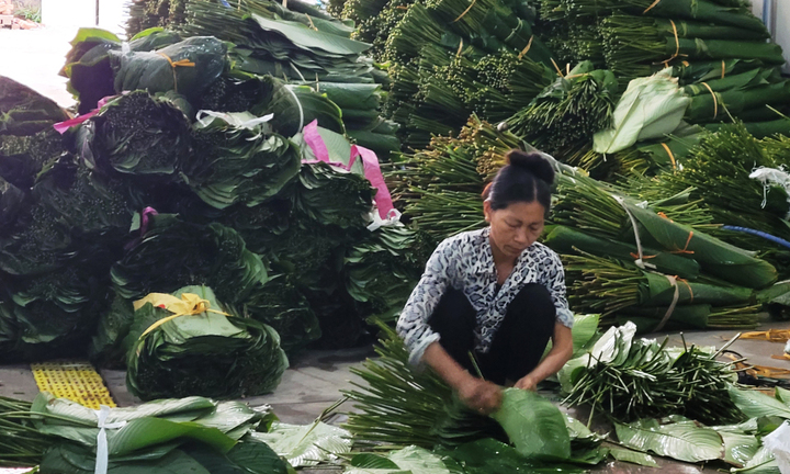 Sau khi thu hoạch, lá dong được phân loại và xếp thành từng bó khoảng 100 lá.