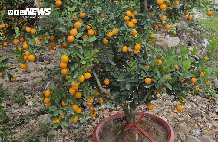 Quả quất cảnh chưng Tết có hình thức bắt mắt nhưng tiềm ẩn nguy cơ tồn dư hóa chất. (Ảnh: Như Loan)