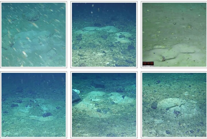 Tổ của cá ngừ vây vàng có thể xuất hiện với nhiều hình dạng khác nhau. (Ảnh: CNN)