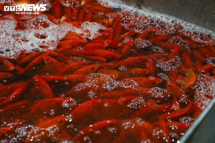 Theo tìm hiểu, cá chép đỏ được vận chuyển từ các tỉnh như Phú Thọ, Hải Dương, Nam Định…về chợ Yên Sở, sau đó phân phối tới các chợ dân sinh và siêu thị trên địa bàn Hà Nội. Hiện giá bán lẻ khoảng 30.000 - 50.000 đồng/3 con tùy loại. Mức giá này được cho là cũng rẻ hơn năm ngoái khoảng 10.000 đồng.