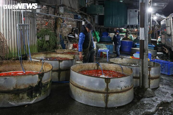 Cũng theo bà Lý, giá cá chép đỏ năm nay “mềm” hơn năm trước. “Cách đây một ngày, cá chép đỏ bán 80.000 - 90.000 đồng/kg, hôm nay lên 100.000 đồng/kg. Có lẽ đúng ngày cao điểm, giá sẽ tăng lên khoảng 160.000 đồng/kg, nhưng vẫn thấp hơn năm ngoái khoảng 20.000 - 50.000 đồng/kg”, tiểu thương này nói.