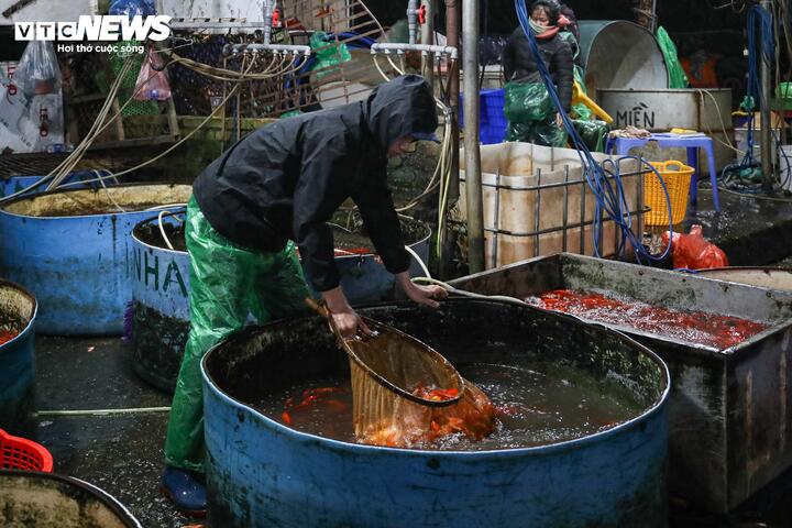 “Giá cá giảm mà vẫn ít người mua, chủ yếu chỉ thương lái lấy hàng, khách lẻ gần như không có. Năm nay dân buôn cá động viên nhau phải cố gắng cầm cự qua Tết. Không chỉ cá chép đỏ ế mà các loại cá khác sức mua cũng giảm hẳn”, bà Lý nói thêm.