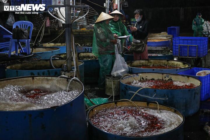 Giá cá chép tiễn Ông công ông Táo giảm, chợ lớn nhất Hà Nội vẫn vắng khách mua - 7