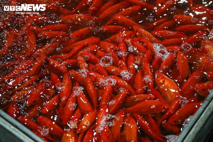 Khoảng 1 tuần gần đây, tại chợ cá Yên Sở, cá chép đỏ - mặt hàng phục vụ lễ cúng ông Công ông Táo theo quan niệm dân gian - được thương lái nhiều nơi đổ về thu mua.