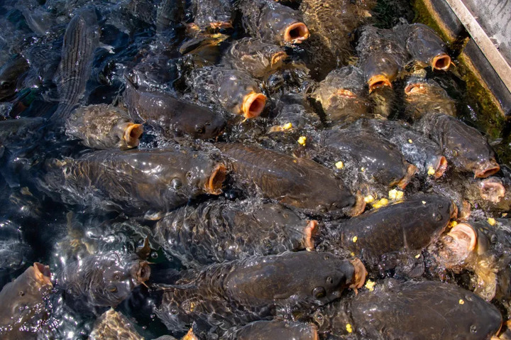 Ở Mỹ, cá chép không được coi là món ăn mà bị coi là loài xâm lấn, gây hại. (Ảnh: 8News)