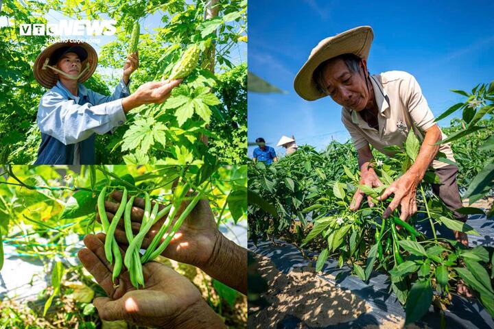 Điều này không chỉ giúp bà con giảm chi phí chăm bón mà còn đảm bảo chất lượng rau sạch, an toàn cho người tiêu dùng trong dịp Tết Nguyên đán Bính Ngọ 2026