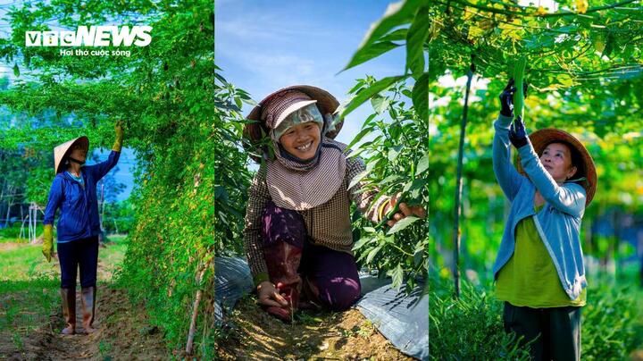 "Đặc biệt các loại rau ăn quả như dưa leo, khổ qua, cà tím...quả rất sai. Những ngày này nếu giá cả ổn định thì trừ hết chi phí, gia đình chúng tôi có thể thu về vài chục triệu đồng, đủ để sắm sửa một cái Tết tươm tất.", chị Hoa chia sẻ.