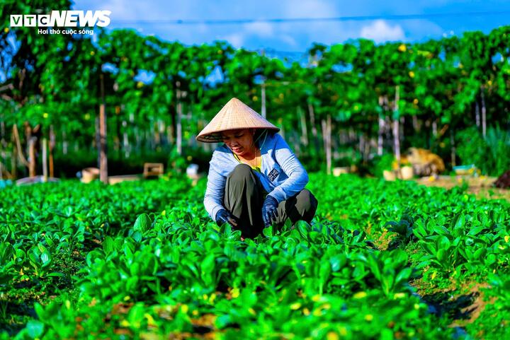 Chị Lê Thị Hoa, chủ một vườn rau tại Làng rau Thuận Nghĩa (xã Tây Sơn), phấn khởi cho biết, năm nay trời thương trong những tháng giáp Tết, không có mưa lớn kéo dài nên rau không bị dập nát.