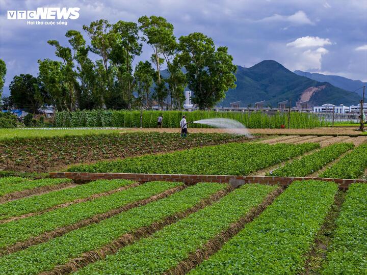 Hiện tại, các loại rau xanh tại các vườn của Gia lai tiêu thụ rất nhanh, dù so với vụ Tết năm ngoái giá thấp hơn, nhưng năm nay rau củ phát triển đồng đều, mẫu mã đẹp, năng suất cao nên người dân vẫn có lợi nhuận tốt.
