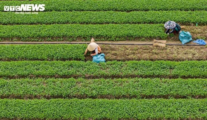Hình ảnh những người phụ nữ nón lá khom lưng trên luống rau, tiếng cười nói rôm rả trong vụ thu hoạch tạo nên một khung cảnh tràn đầy sức sống, đầy hân hoan về một mùa vụ bội thu.