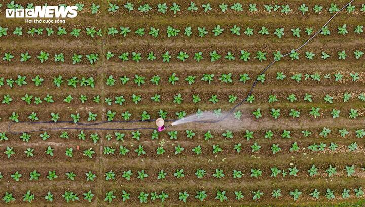 Việc canh tác theo hướng bền vững không chỉ giúp bảo vệ sức khỏe người tiêu dùng mà còn bảo vệ chính làng nghề trồng rau truyền thống tại địa phương. Đồng thời giúp nông dân giảm bớt gánh nặng chi phí đầu vào về lâu dài.