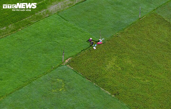 Theo nông dân tại các làng rau, khác với sự lo âu khi trong năm bão lũ dồn dập, vụ rau Tết năm nay tại Gia Lai được đánh giá là khá thuận lợi, nắng ấm kéo dài giúp rau phát triển nhanh, lá xanh mướt, ít sâu bệnh.