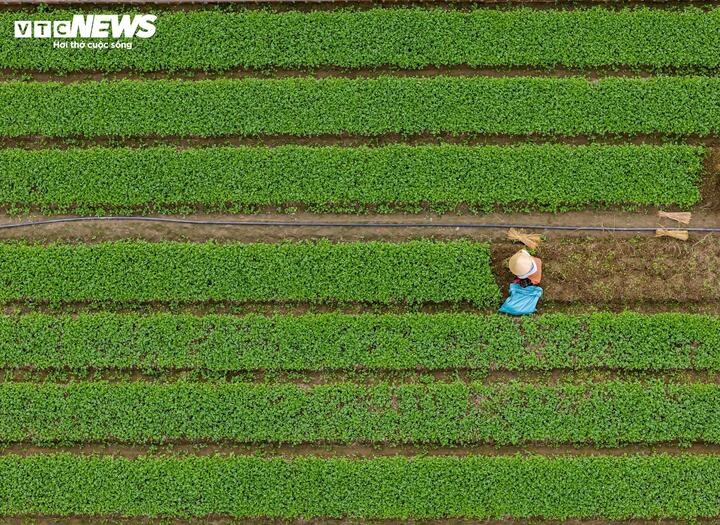 Mùa rau Tết năm nay tại Gia Lai được mùa nhờ phần lớn ở việc người nông dân đã chú trọng hơn đến quy trình sản xuất an toàn. Thay vì lạm dụng phân bón hóa học, nhiều hộ dân tại các HTX nông nghiệp chuyển sang dùng phân hữu cơ và các chế phẩm sinh học.