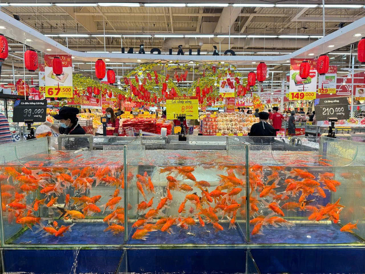 Bể cá chép tại hệ thống GO!.