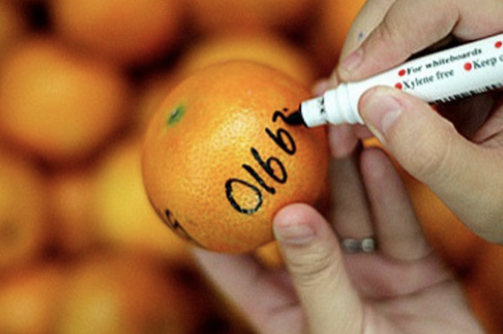 Các bạn trẻ sẽ sẽ viết tên và thông tin liên lạc của mình lên những quả quýt, sau đó ném chúng xuống sông hoặc hồ. (Ảnh: SevenPie)