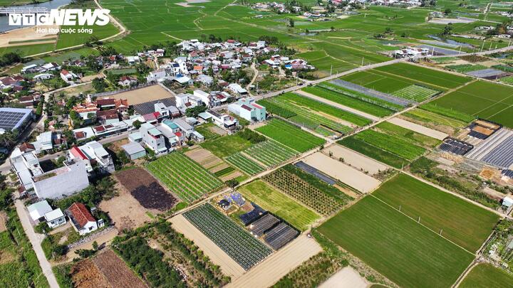 Vài ngày nữa là Tết Nguyên đán Bính Ngọ 2026, đây là lúc các vựa rau lớn nhất tỉnh Gia Lai như Phước Hiệp (xã Tuy Phước Bắc), Thuận Nghĩa (xã Tây Sơn) bước vào giai đoạn cao điểm để thu hoạch, phục vụ thị trường Tết.