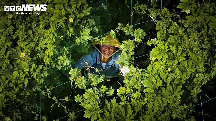 Ông Trần Văn Tuấn, một lão nông có thâm niên tại làng rau Phước Hiệp (xã Tuy Phước) phấn khởi bộc bạch: "Nghề trồng rau mấy ngày cận Tết cực lắm nhưng cũng vui. Gần một tháng nay, cả nhà tôi hầu như ăn cơm ngoài ruộng. Sáng thì tưới nước, bón phân chuẩn bị cho vụ rau mới, trưa thì thu hoạch rau củ vụ Tết, chiều tối lại tất bật đóng gói để kịp chuyến xe đêm lên Tây Nguyên hoặc ra các tỉnh phía Bắc"