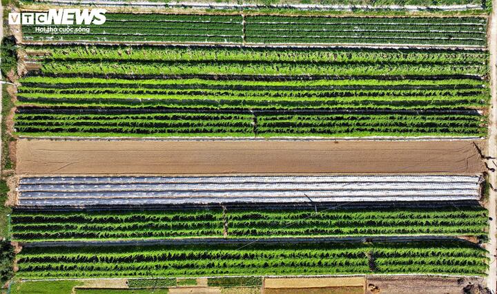 Trên khắp các cánh đồng, từng luống rau dền, cải cúc, khổ qua, dưa leo, đậu cô ve, hành lá... tạo thành một dải màu xanh mướt hòa quyện sắc vàng đặc trưng của nguồn đất phù sa màu mỡ.