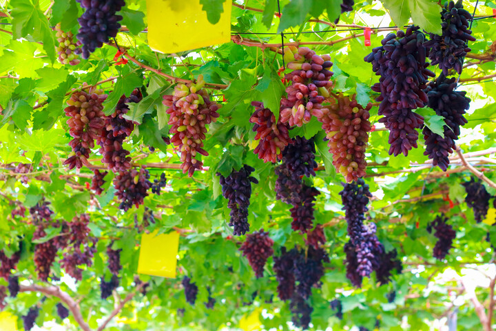 Vườn nho tại Suối Tiên Farm.