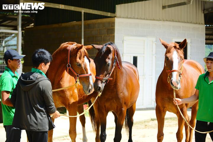 Theo ông Mỹ, Madagui được lựa chọn là nơi phát triển dự án vì khí hậu, thổ nhưỡng ở đây rất thích hợp để nuôi ngựa đua: nóng nhưng thoáng và không ẩm, nguồn nước ở đây lại rất sạch. Theo kế hoạch, sau khi ngựa được nuôi dưỡng tại đây là trưởng thành sẽ được đưa vào các hoạt động thi đấu cưỡi ngựa Eventing – bộ môn ba môn phối hợp gồm Dressage (thuần phục), Jumping (nhảy vượt chướng ngại vật) và Cross Country (vượt địa hình) – sẽ lần lượt được tổ chức. Đây không chỉ là sân chơi thể thao mà còn là sản phẩm du lịch trải nghiệm mới, kết hợp hài hòa giữa giải trí, biểu diễn và thi đấu, tạo sức hút đối với du khách trong và ngoài nước.