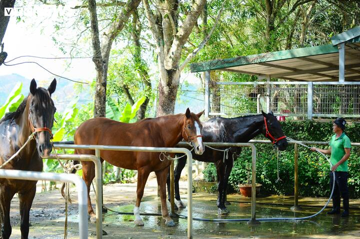Những chú ngựa đua được chính tay ông Mỹ đi khắp nơi trên thế giới lựa chọn từ khi còn nhỏ và mang về đây chăm sóc. Tất cả các công đoạn nuôi dưỡng đều theo mô hình nuôi ngựa đua chuyên nghiệp của nước ngoài. Mỗi chú ngựa đua được ông Mỹ mua từ chục ngàn cho đến vài chục ngàn đô la.