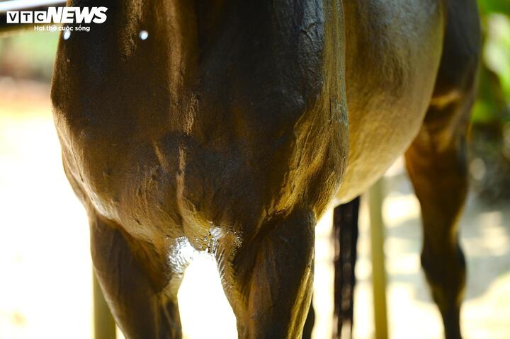 Theo ông Mỹ, trong quá trình chăm sóc, nuôi dưỡng ngựa mỗi ngày, niềm vui của ông là được chứng kiến sự phát triển của các chú ngựa. Những khối cơ bắp lực lượng dần xuất hiện trên thân ngựa đua khiến ông thích thú và có thêm động lực để hoàn thành ước mơ của mình.