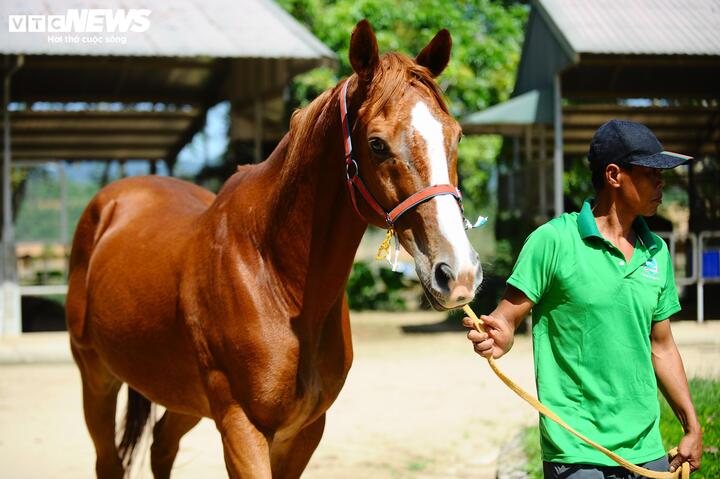 Ông Mỹ đánh giá, việc thành lập Liên đoàn Ngựa không chỉ nhằm mục tiêu tham dự SEA Games, ASIAD, Olympic. Xa hơn, đây còn là bước đi để hình thành một lĩnh vực thể thao - giải trí - du lịch mới, gắn với đào tạo nguồn nhân lực, chăn nuôi - thú y và phát triển kinh tế địa phương.