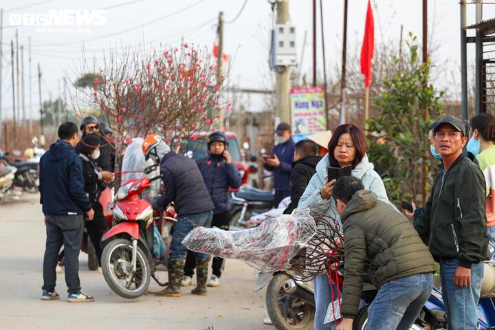 Làng đào lớn nhất miền Bắc rộn ràng vào vụ Tết - 10