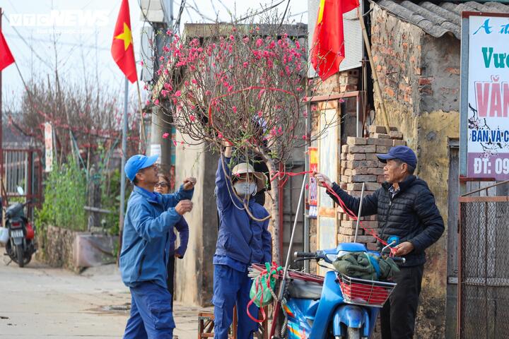 Làng đào lớn nhất miền Bắc rộn ràng vào vụ Tết - 11