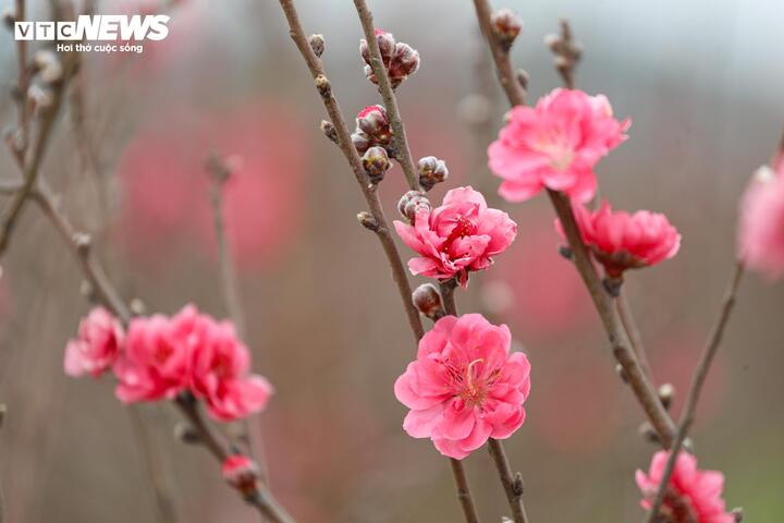 Năm nay, đào Nhật Tân được đánh giá có nụ lớn, hoa nở đều, màu sắc tươi tắn, đáp ứng thị hiếu người chơi hoa.