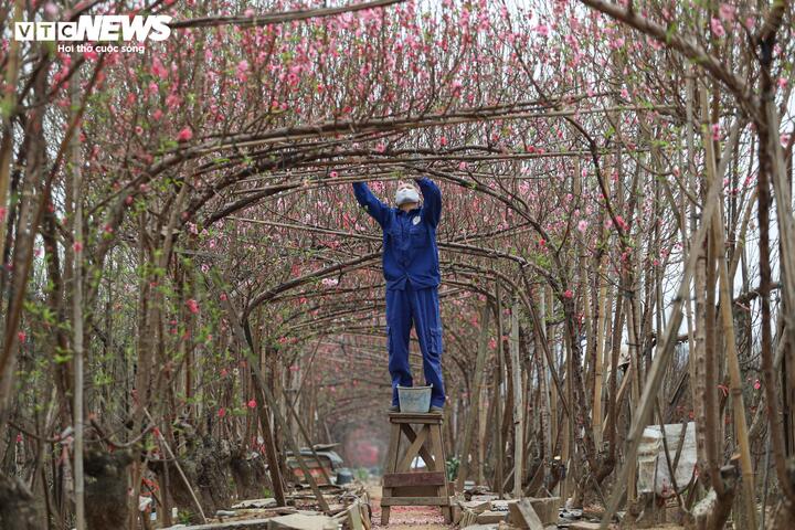 Theo chia sẻ của các nhà vườn, thời tiết năm qua có nhiều diễn biến bất thường, nền nhiệt cao hơn trung bình nhiều năm khiến một số diện tích đào nguy cơ nở sớm. Trước tình hình đó, người trồng phải theo dõi sát sao diễn biến thời tiết, điều chỉnh kỹ thuật chăm sóc từng ngày để đảm bảo hoa nở đúng dịp Tết.