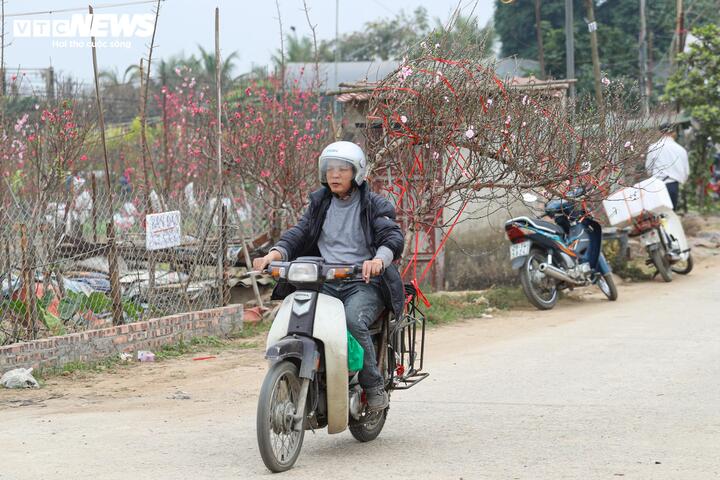 Làng đào lớn nhất miền Bắc rộn ràng vào vụ Tết - 15